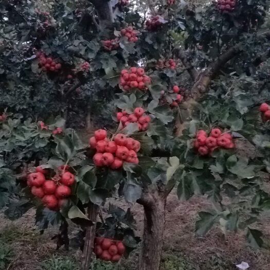 泰安大金星山楂树苗 山楂苗