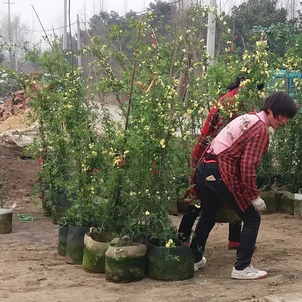 木香花 基地直销黄木香，红木香，白木香