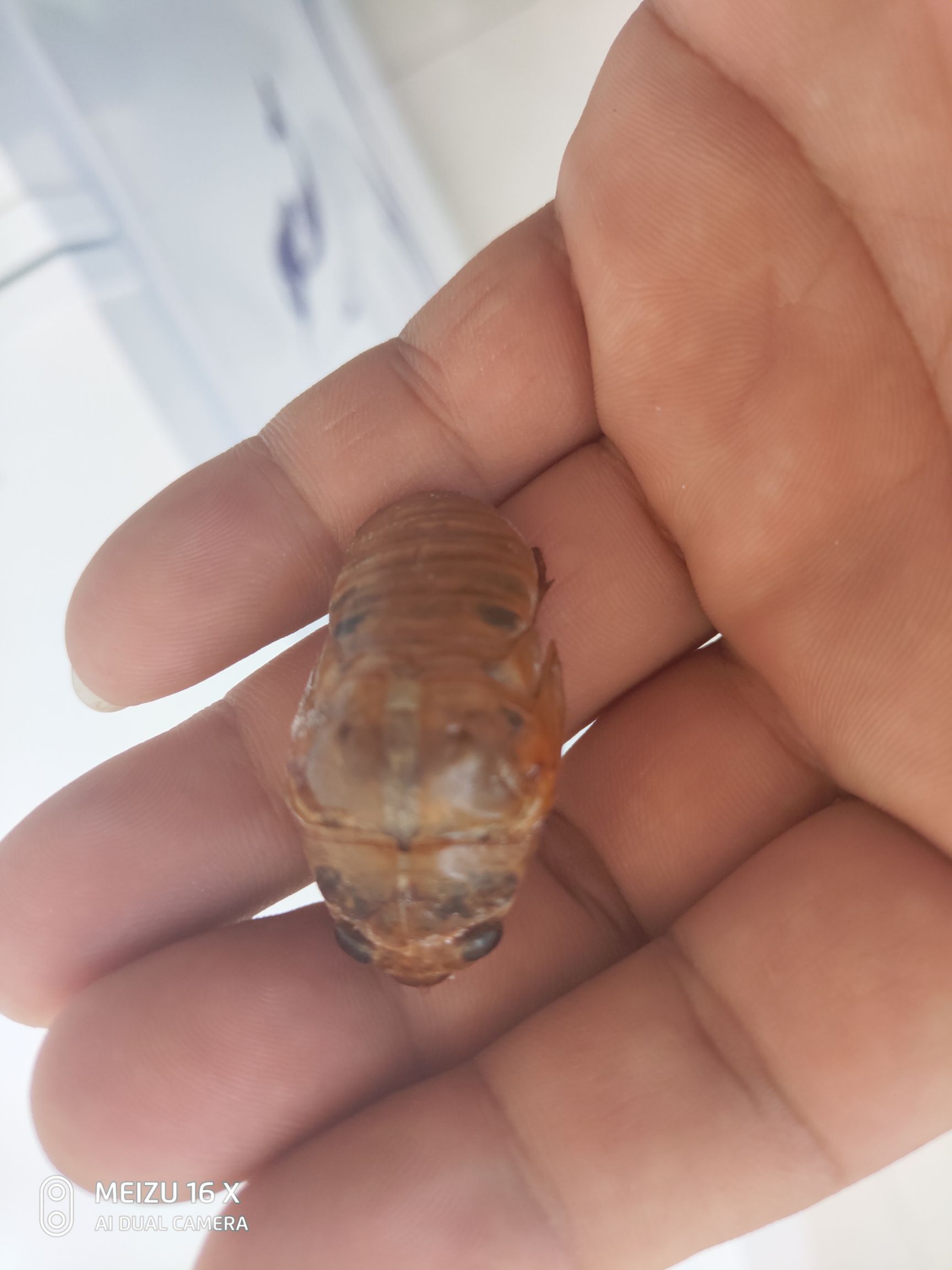  纯金蝉