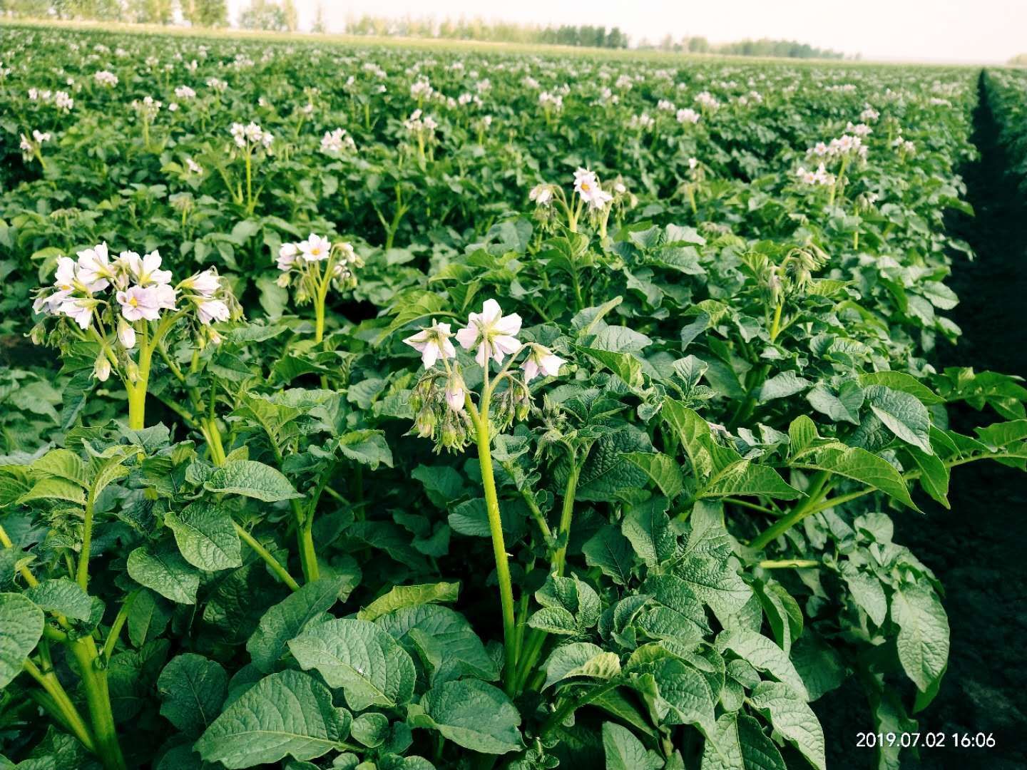 土豆种荷兰十五，内蒙古齐元丰公司早熟，亩产万斤左右，