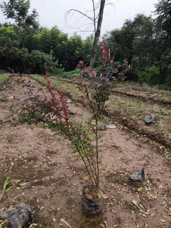  红叶小檗苗圃直销 陕西周至营养钵红叶小檗价格