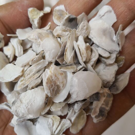 安国市中药材牡蛎  矿石类中药材
