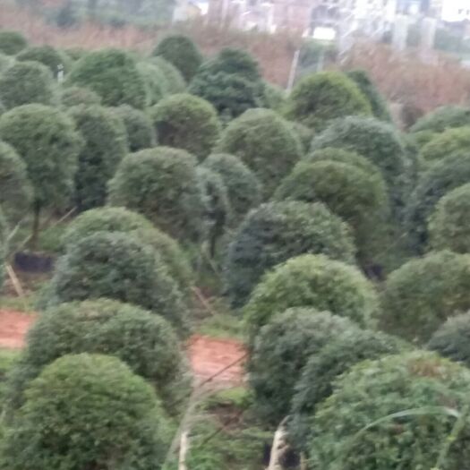 荔浦市 我有10一50公分直径桂花树大量出售，有须要老板前来联系。