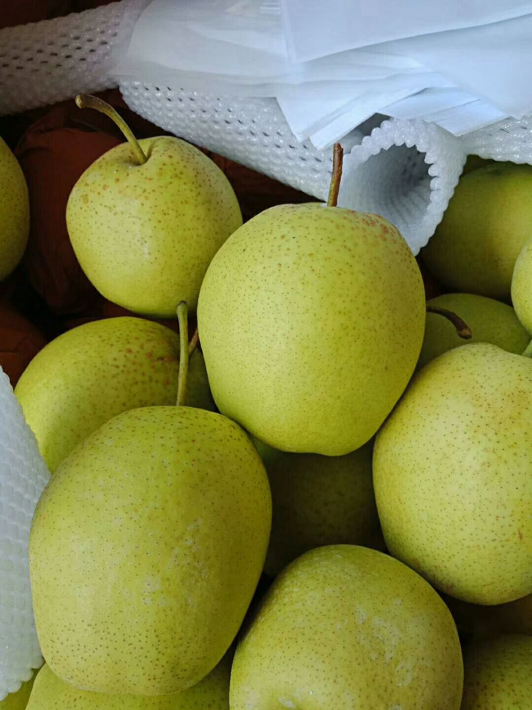 赵州雪花梨 大量上市  脆甜可口 汁水丰富 口感好