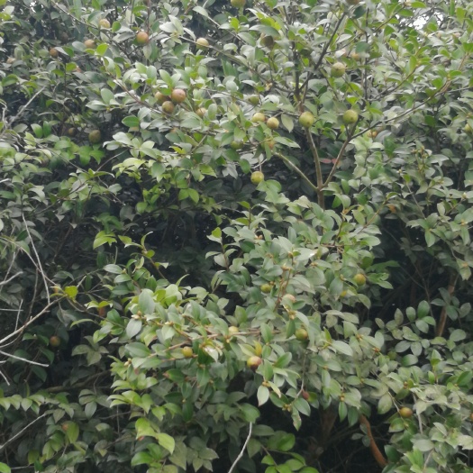 田林县 正宗山茶油，假一罚十