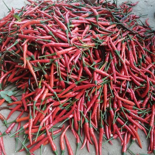 睢县 新鲜辣椒朝天椒，小米椒艳红辣椒，现摘现发，量大优惠！