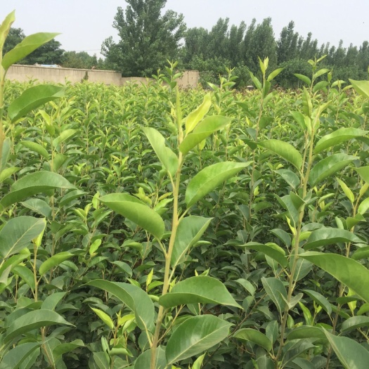 泰安 黄金梨树苗价格  黄金梨苗批发直供基
黄金梨树苗实地看苗