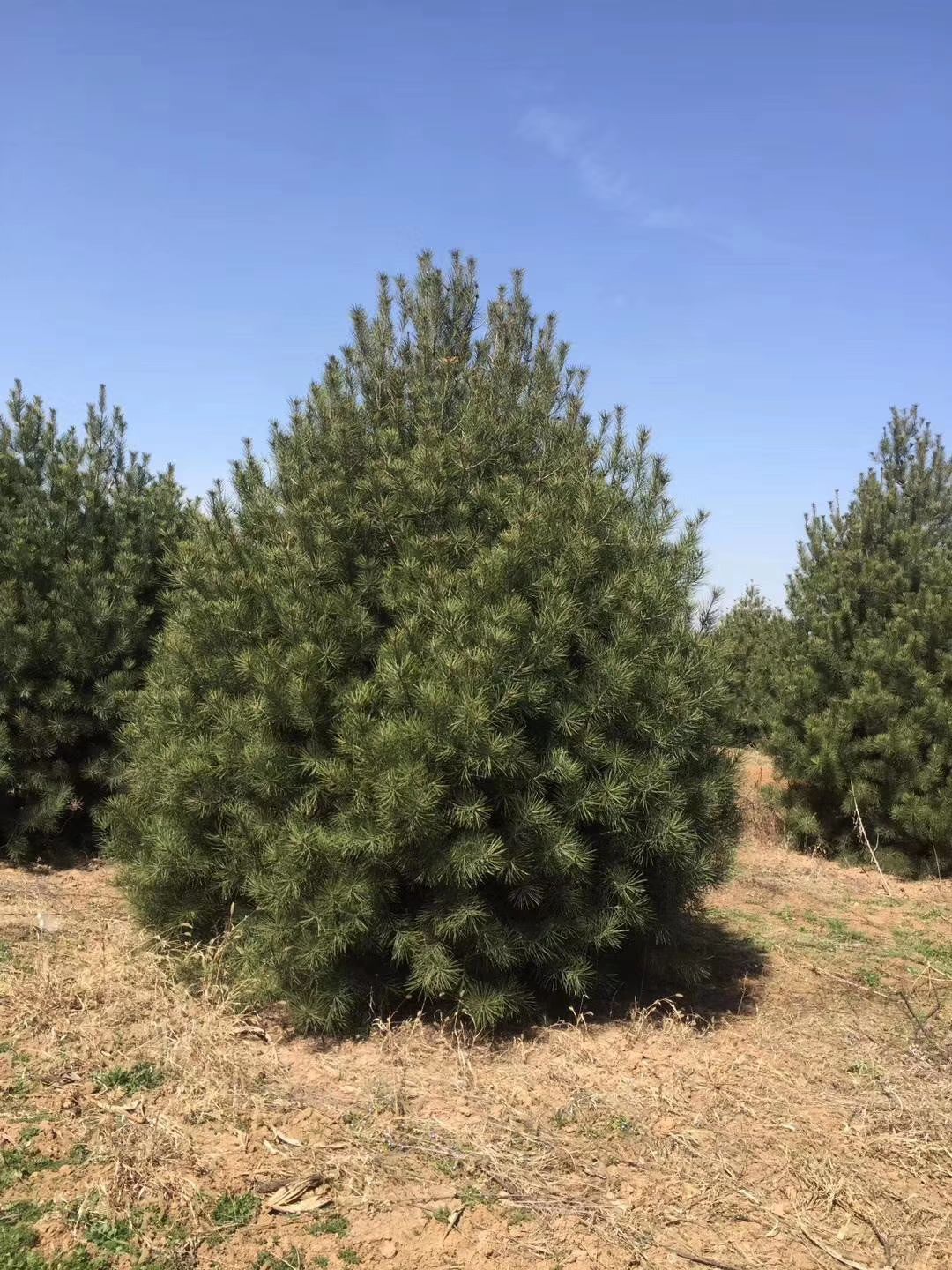  4米白皮松价格–4米五白皮松价格一级树