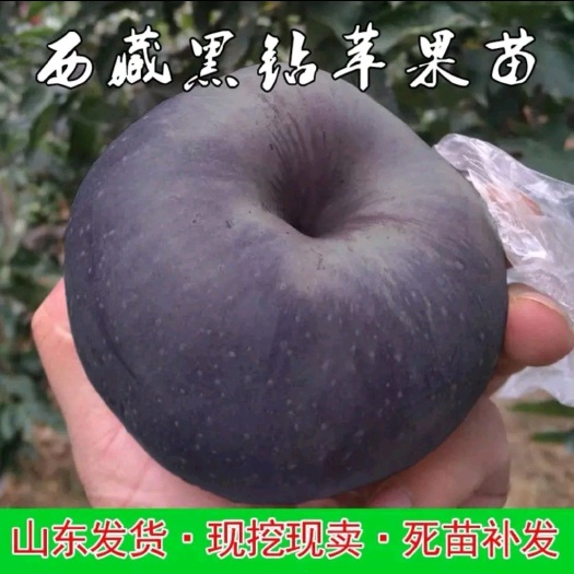 平邑县黑钻苹果树苗 黑钻苹果苗，保证成活率，基地发货