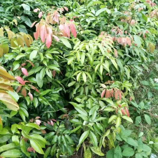 北流市桂味荔枝苗 茘枝苗