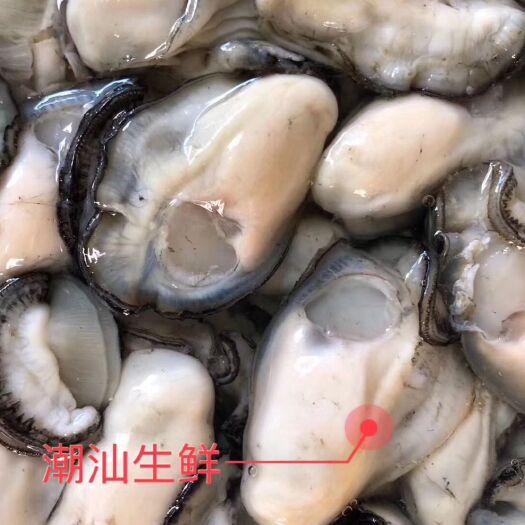 饶平县 生蚝