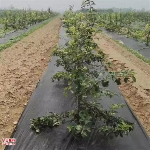 德州 防草布   除草布  防止杂草生长适用于果园  大棚