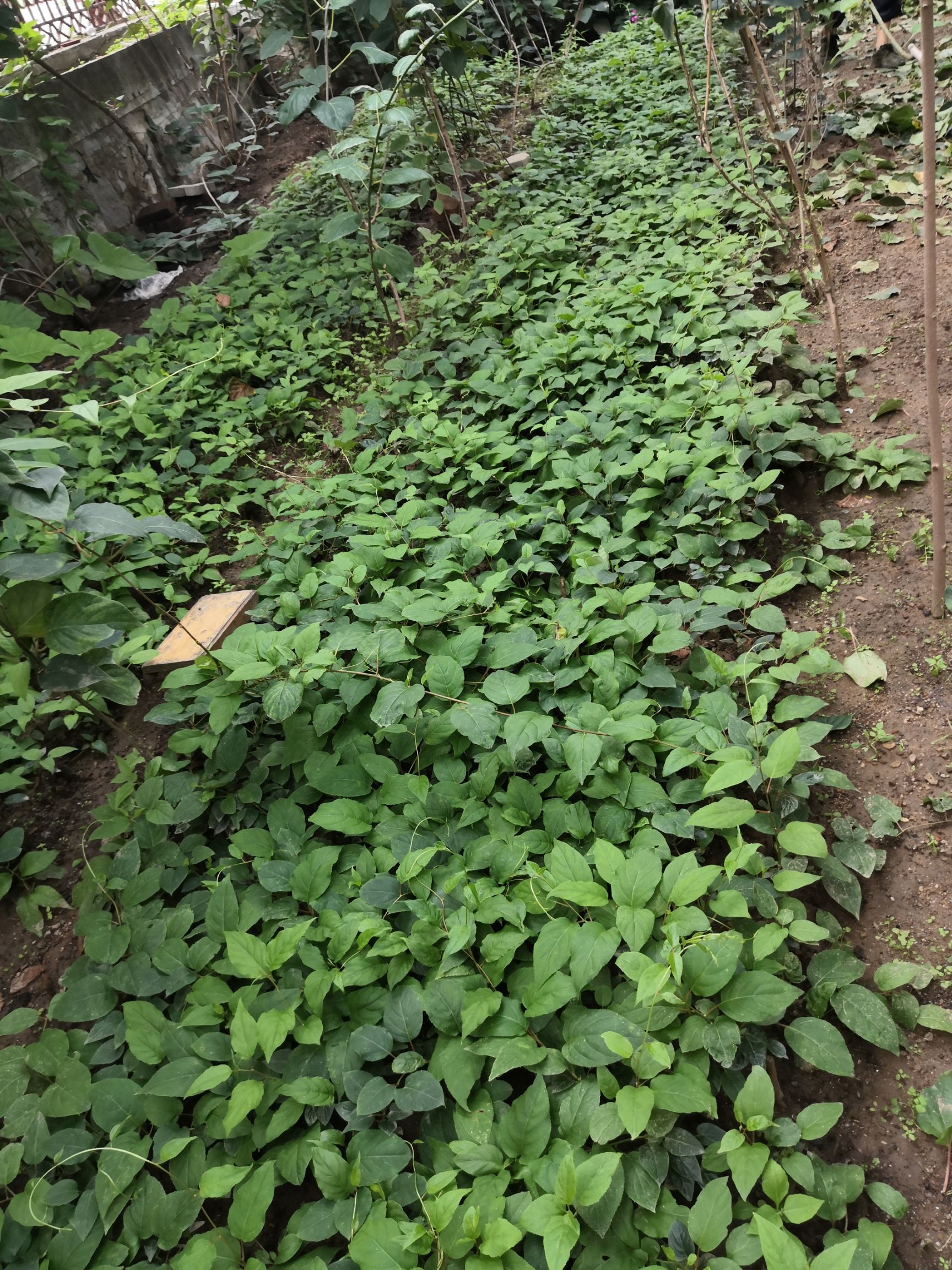 龙成二号苗 扦插苗