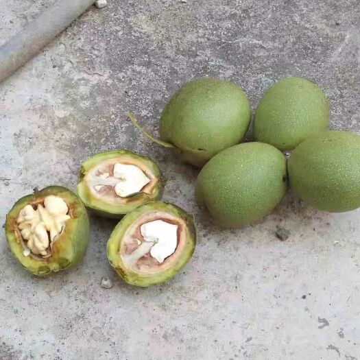 汉源县 核桃
