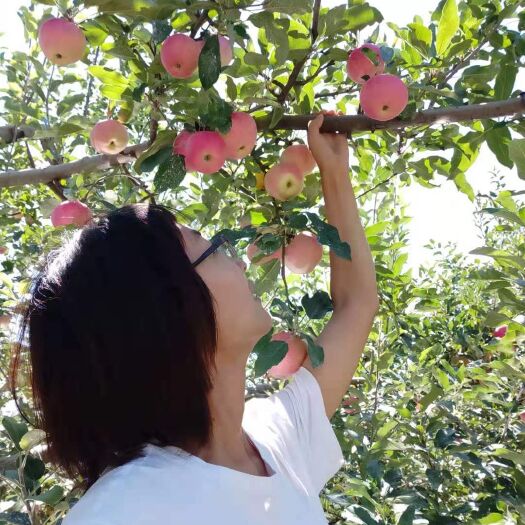 洛川县洛川苹果 我们只是大自然的搬运工