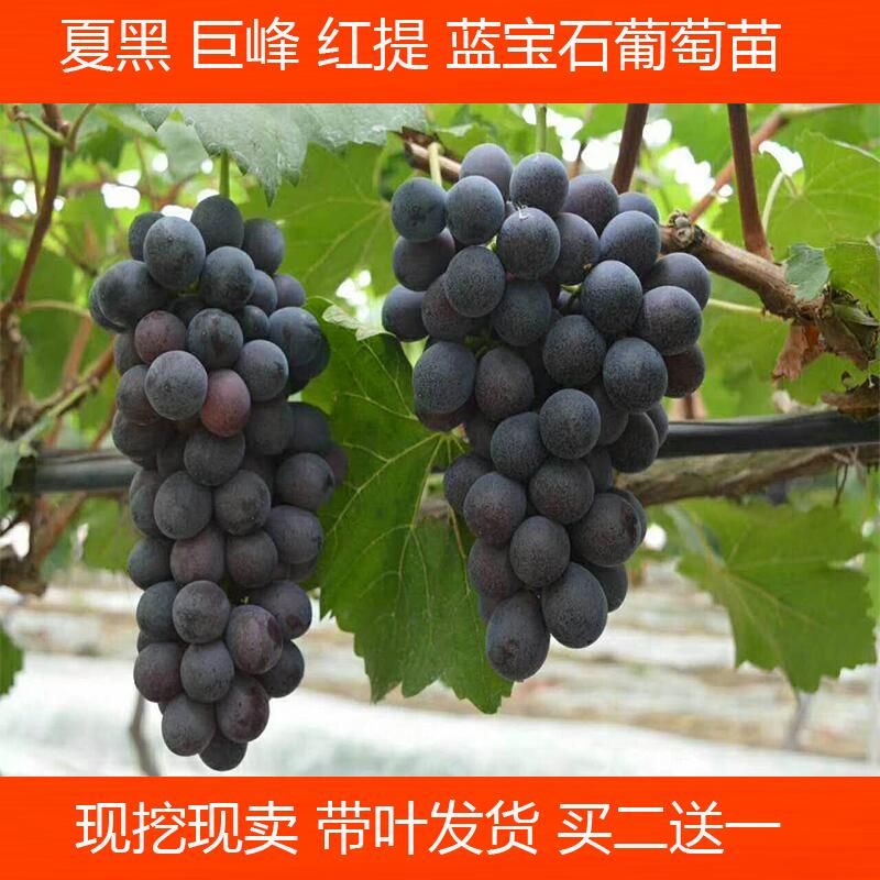蓝宝石葡萄苗果树苗葡萄树苗盆栽地栽北方南方种植葡萄树苗