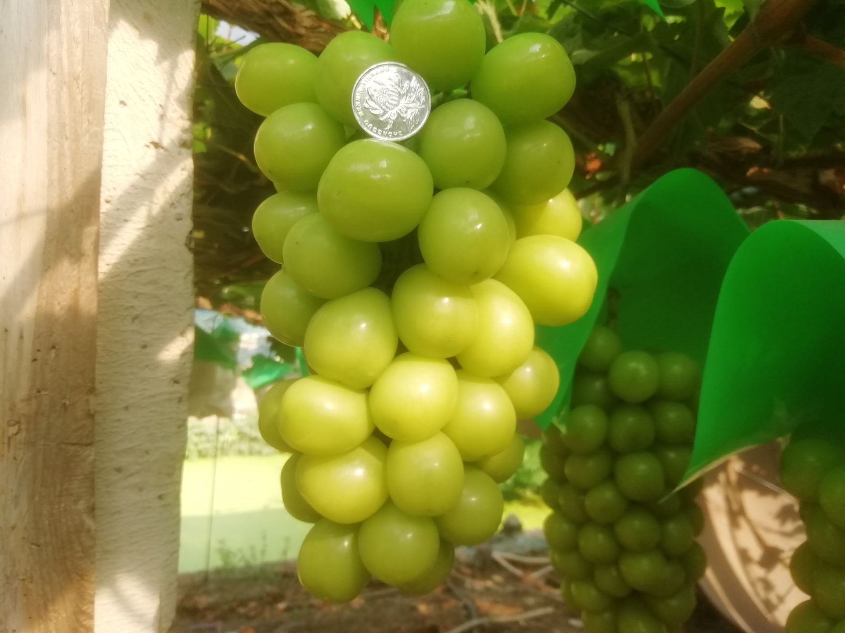  精品阳光玫瑰，果粒大14克以上。外观整齐美观，穗重800克右