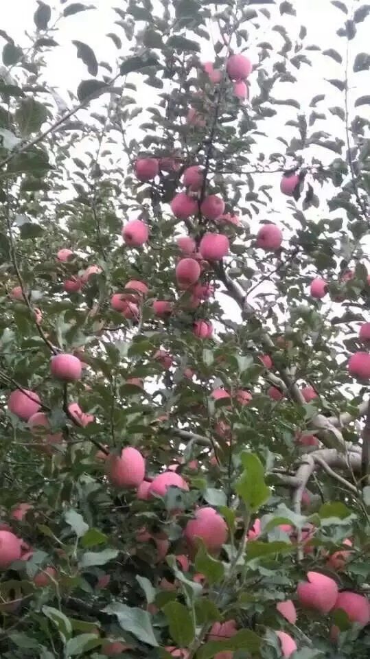 高原红苹果 甘肃庆阳（高原红富士）