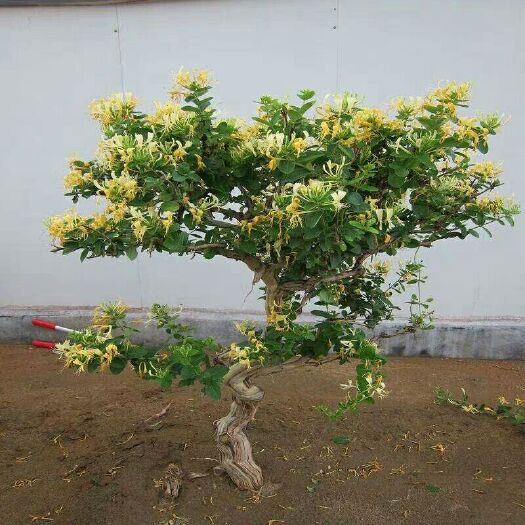 平邑县树形金银花 金银花 老桩 百年古树  盆景 大树 树苗