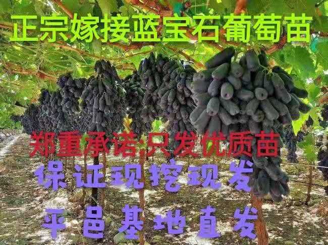 平邑县 蓝宝石葡萄苗，现挖现卖，保证货真