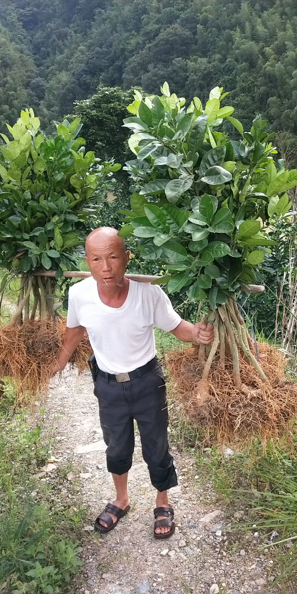 泰国青柚苗