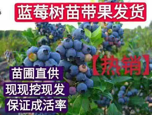 平邑县 四季蓝莓苗，苗圃直供，现挖现卖，保证成活率