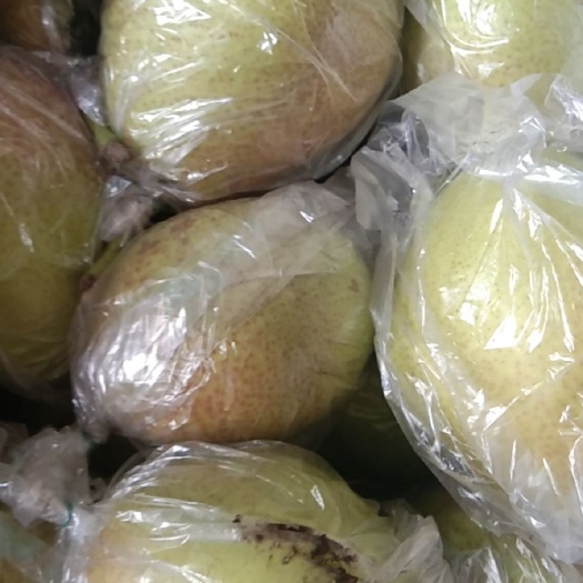 赵县 大量出售各种多样的梨