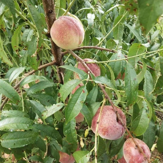 兰陵县秋彤桃 秋彤个大口感好。甜。
