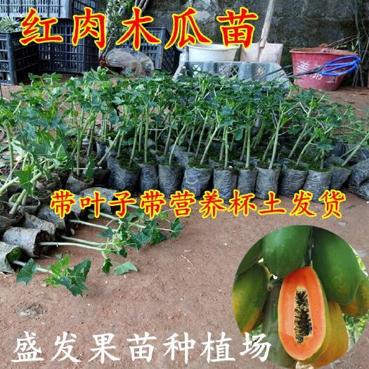 邵东市 红妃一号木瓜苗100株起批