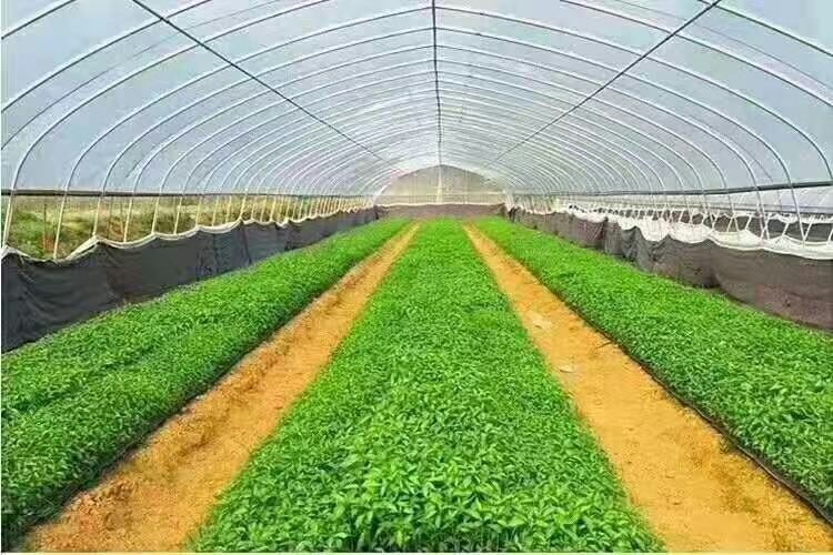 长兴县种植大棚 厂家直销
