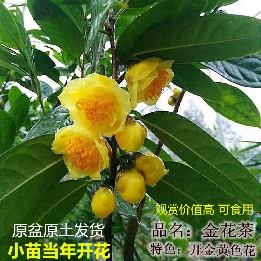 沭陽縣金花茶樹苗珍稀名貴花卉可食用金花茶盆栽花卉四季開花植物