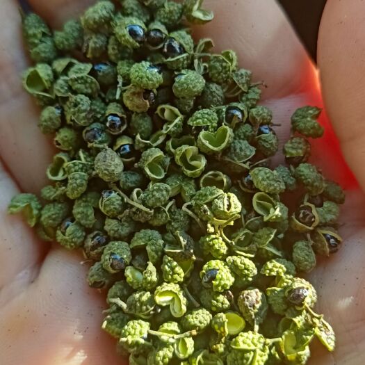 安顺青花椒 二级 干花椒