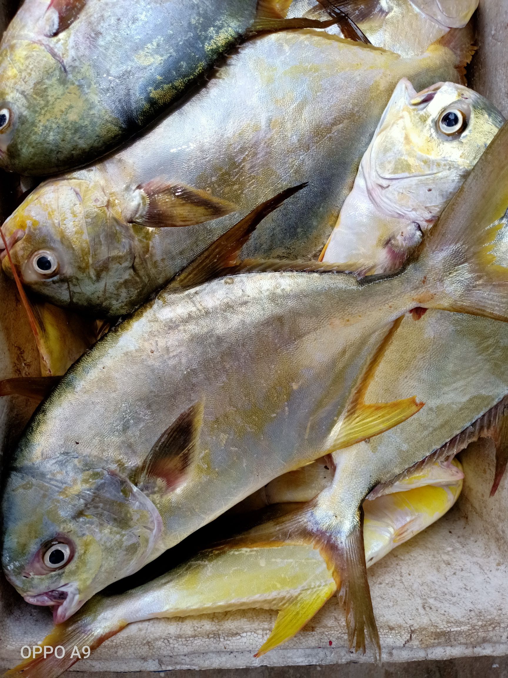 [金鯧魚批發] 野生金鯧魚,只有一條主骨,適合香煎