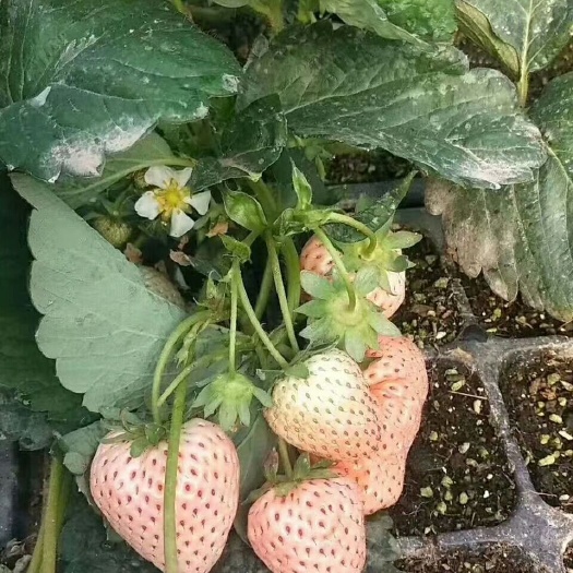 泰安京郊小白草莓苗，甜宝草莓苗，红颜草莓苗批发直销