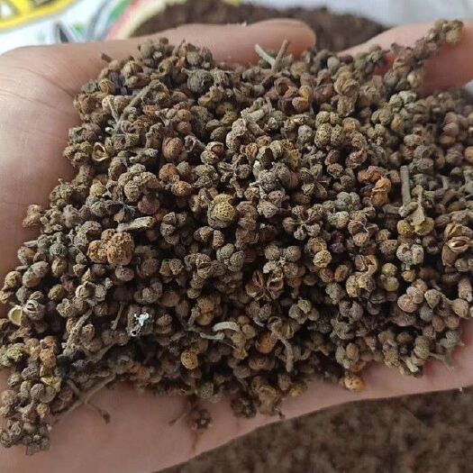 阳新县吴茱萸 产地直销