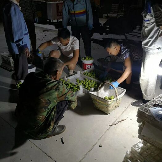 威海 代收！批发！威海青皮无花果秋果