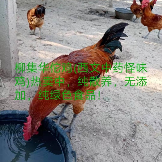 临泉县 柳集华佗鸡(西文中药怪味鸡)