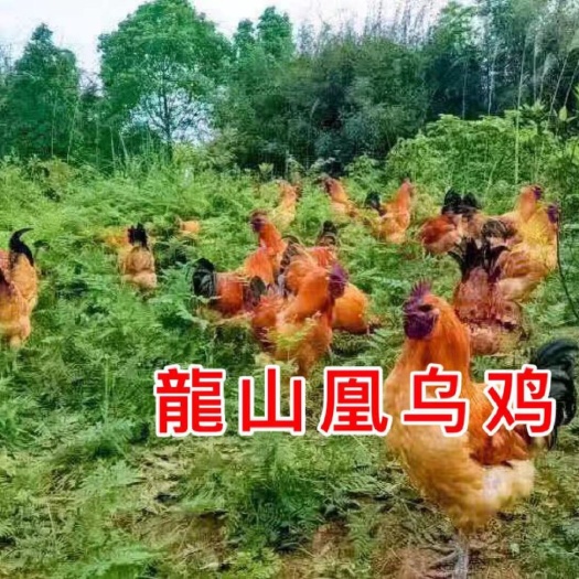 广州乌骨鸡苗 诚信经营  品质保证