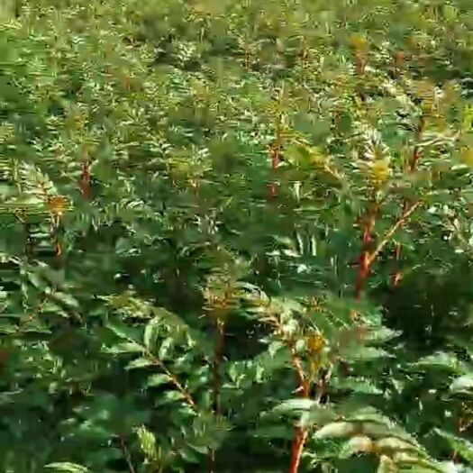 越西县 四川大红袍花椒苗