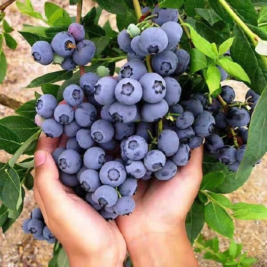 平邑县兔眼蓝莓苗 蓝莓盆栽苗