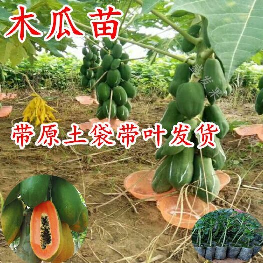 邵东市矮株大果木瓜苗子100株起批