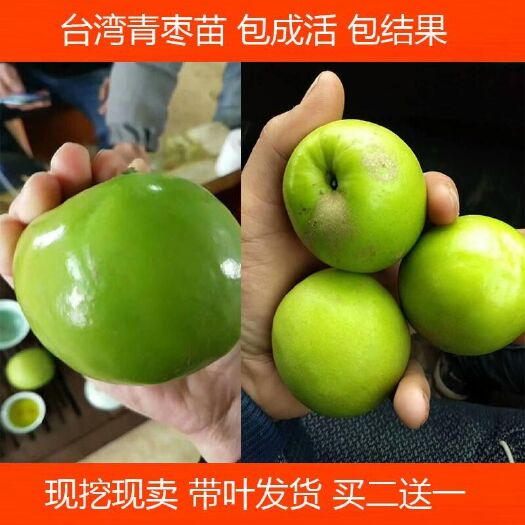 灵山县冬枣树苗   大青枣苗 嫁接苗 苹果枣苗 密丝枣高朗一号 牛奶枣青枣