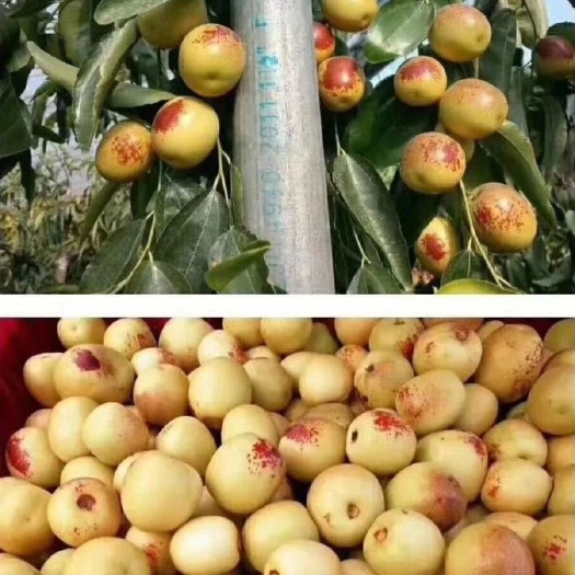  大荔鲜枣