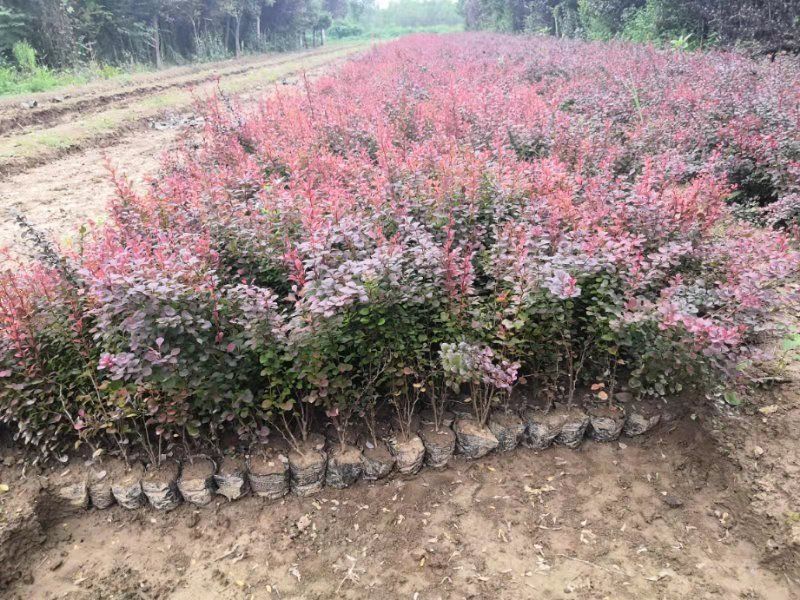  红叶小檗苗圃直销 陕西周至营养钵红叶小檗价格