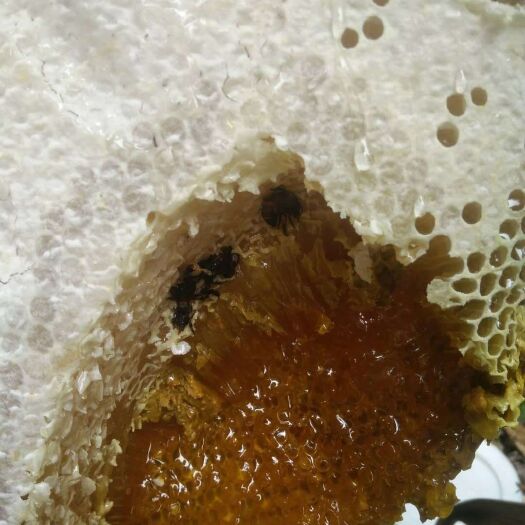 景洪市 西双版纳野生大排蜂蜜采自原始森林的好蜂蜜零售价