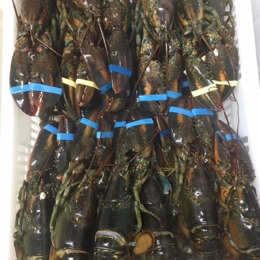 成都波士顿龙虾 冻波龙