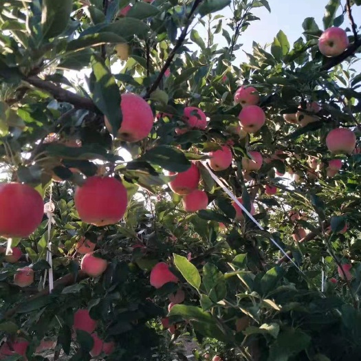 秦安县 金世纪苹果，甜中带酸超好吃