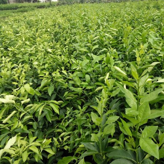 简阳市柑树苗 基地香橙占木的沃柑，o91沃柑，不知火，爱瑗三八，，柳画