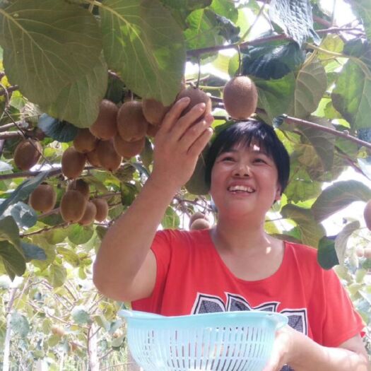 周至县 陕西周至（徐香猕猴桃）健康水果有机食品