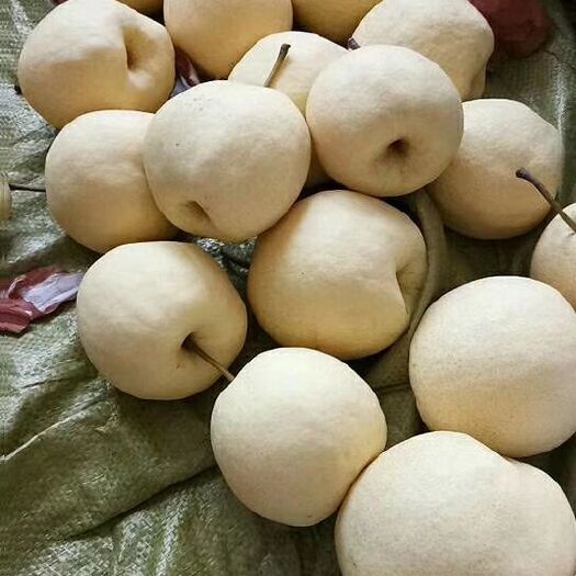 蒲城县 砀山酥梨